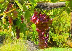 виноградный куст Мы уже говорили о винограде, точнее, об обрезании винограда, но это далеко не единственный метод ухода за прекрасным   кустарником   со сладкими плодами