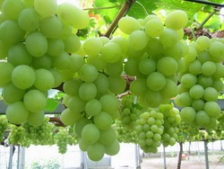 уход за виноградом Следует открыть укрывные кусты в начале месяца, только если не ожидаются   заморозки