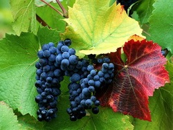 виноград на даче В начале месяца, не забывая о постоянных зеленых операциях с подвязке и удаления пасынков, подкормите виноград минеральными удобрениями, а новорастущий, молодой виноград - фосфорно-калийными удобрениями