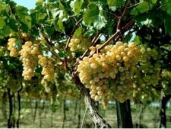 виноград в саду Начало мая - период, когда необходимо приступать к зеленым работ