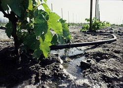 полив винограда Первый полив проводят сразу после сухой подвязки, его советуют сочетать с подпиткой почвы аммиачной селитрой